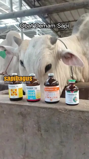 Obat-Demam-Sapi